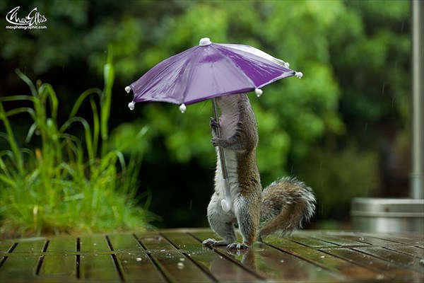 またまたマックス・エリスによる可愛いリスの写真！　今度は傘をさすリス！
