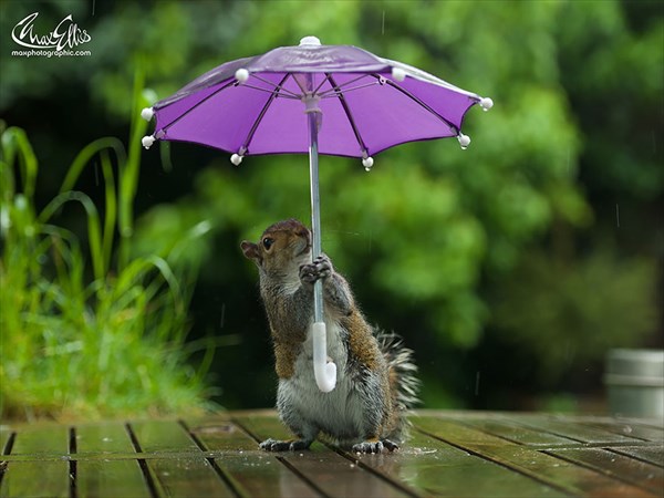 またまたマックス・エリスによる可愛いリスの写真！　今度は傘をさすリス！