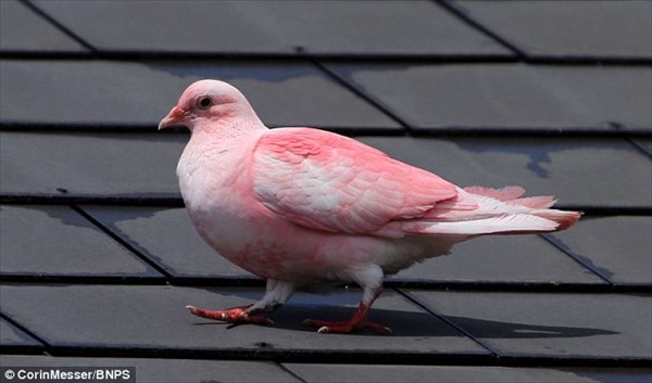イギリスの海辺町にピンク色の鳩があらわれ、住民たちのアイドルに！
