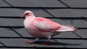 イギリスの海辺町にピンク色の鳩があらわれ、住民たちのアイドルに！