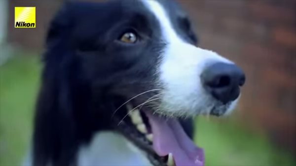 犬は何に興奮する？　首輪に心拍数センサー付きカメラをつけて犬が撮影した写真！