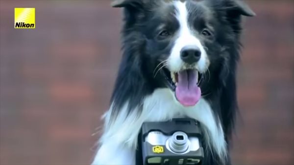 犬は何に興奮する？　首輪に心拍数センサー付きカメラをつけて犬が撮影した写真！