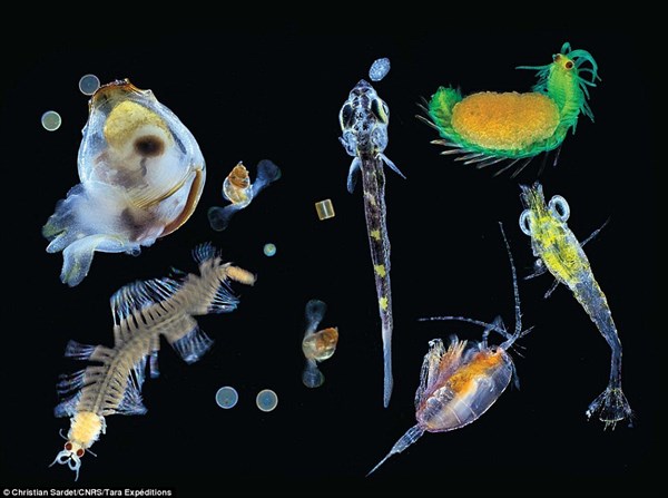 いざミクロの世界へ！　海のプランクトンを拡大して見てみると奇妙なクリーチャーたちが！