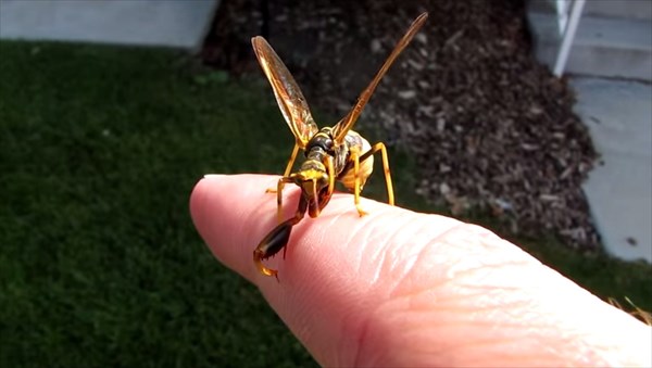 ハチ+カマキリ　最強の昆虫の特徴をあわせ持った虫　カマキリモドキ！！