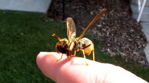 ハチ+カマキリ　最強の昆虫の特徴をあわせ持った虫　カマキリモドキ！！