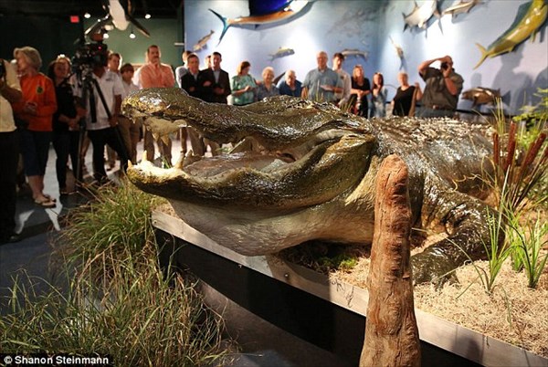 捕獲されたアメリカアリゲーターとして最大記録のワニ　剥製にされて展示される