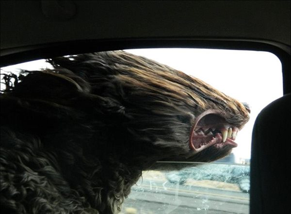 走行中の車から顔を出し、風でモンスターのようになった犬画像　25枚
