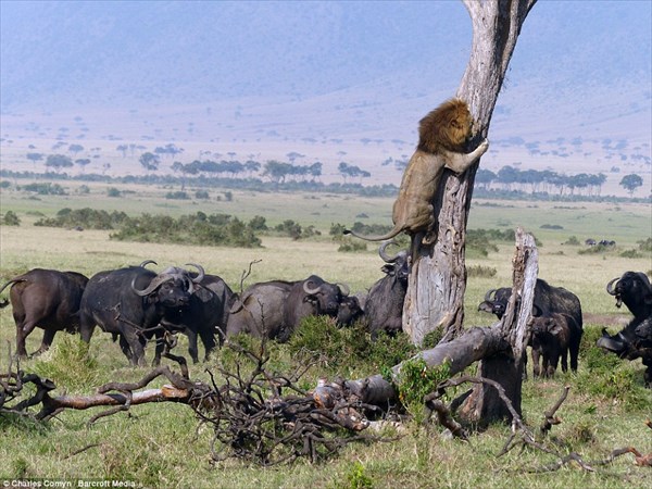 百獣の王ライオンも数には敵わない！　水牛の群れにビビり倒すオスライオン