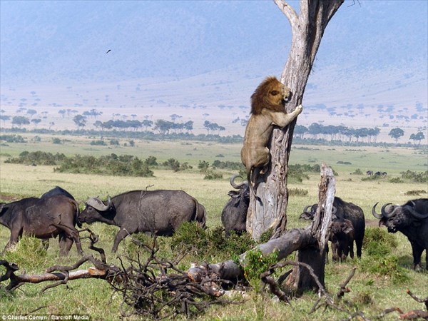 百獣の王ライオンも数には敵わない！　水牛の群れにビビり倒すオスライオン