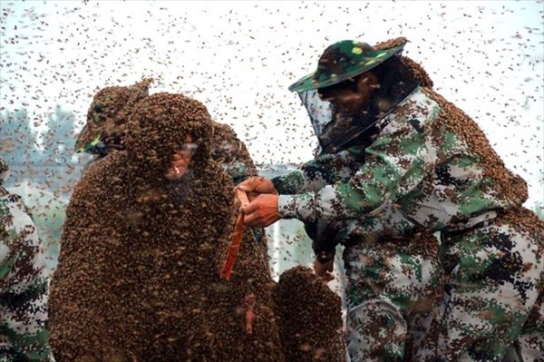 2000ヵ所刺されるも、110万匹の蜂を体にくっつけギネス認定！！