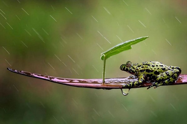 自然の傘で雨宿りをする様々な生き物たち！　画像20枚！