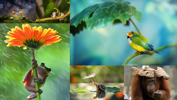 自然の傘で雨宿りをする様々な生き物たち！　画像20枚！