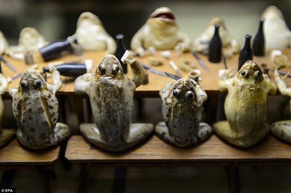 死んだカエルを展示する「カエル博物館」　悪趣味だがちょっと面白そう