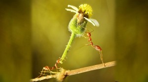 インドネシアで撮影された「花を贈るアリ」の写真