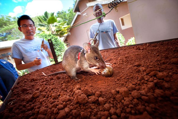 世界中の数千人の命を救う！？　地雷探知ネズミ「ヒーローラッツ」が活躍中！