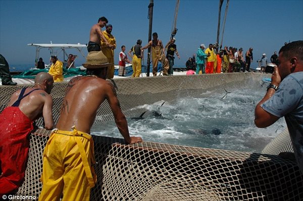 クロマグロのつかみ取り！　イタリアの海辺町で開かれるマグロ祭り！！