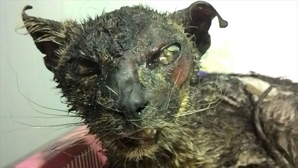 寄付募集中！　生きたまま焼かれた猫の「フェニックス」奇跡的に命をとりとめる
