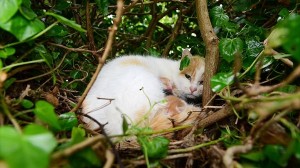 鳥もビックリ！　4匹の子猫のために、木の上に巣をつくった母猫
