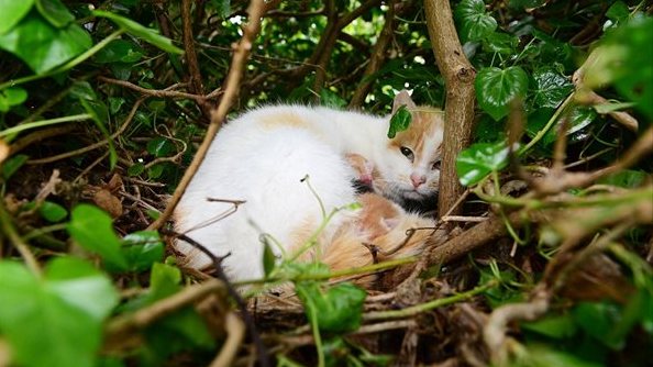 鳥もビックリ！　4匹の子猫のために、木の上に巣をつくった母猫