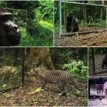 ヒョウ、ゴリラ、チンパンジー、ゾウ他　色んな動物の鏡に対するリアクション！