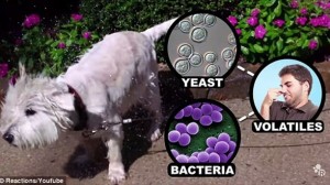 濡れた犬は何故臭いのか？　アメリカ化学学会の化学者が発表！！