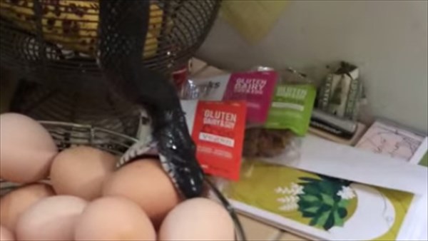 キッチンに忍び込んだ野生のアオダイショウ　卵を盗み食いする！