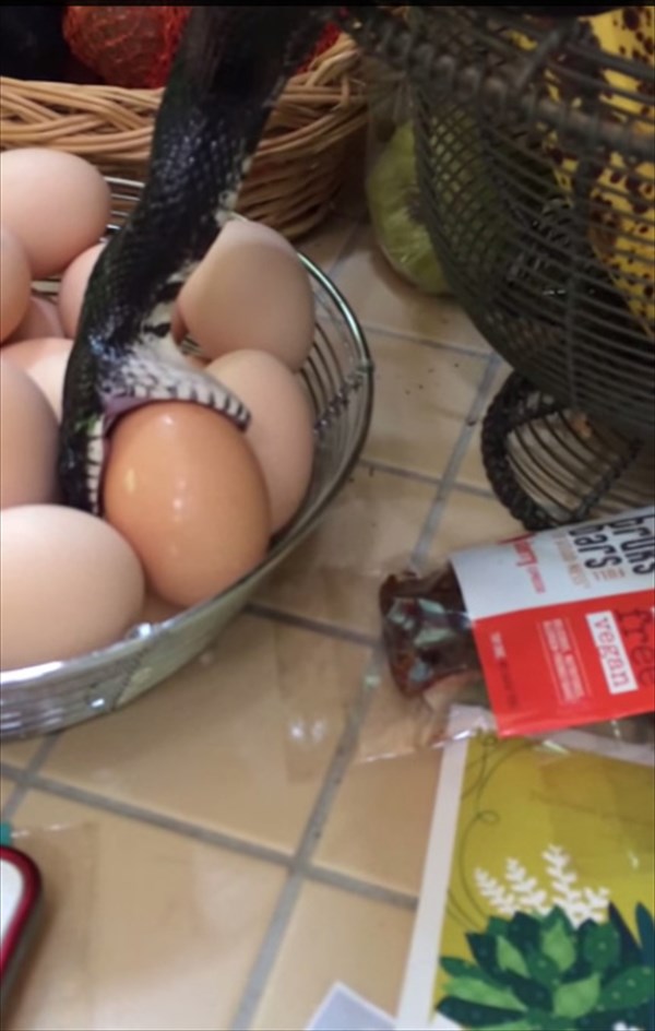 キッチンに忍び込んだ野生のアオダイショウ　卵を盗み食いする！