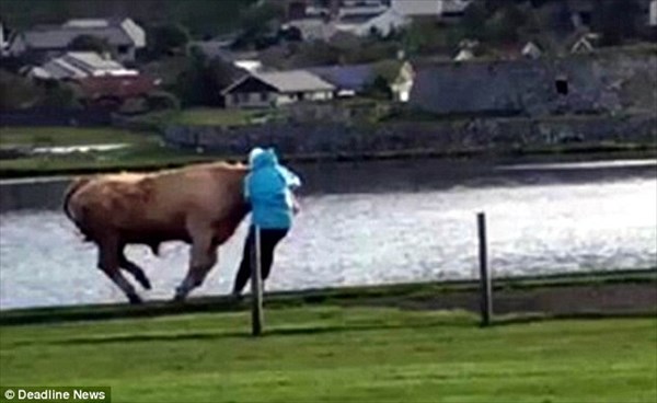 暴走ブルズアイ！！　スコットランドで凶暴なオス牛が大暴れしケガ人発生！！