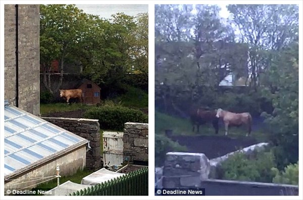 暴走ブルズアイ！！　スコットランドで凶暴なオス牛が大暴れしケガ人発生！！
