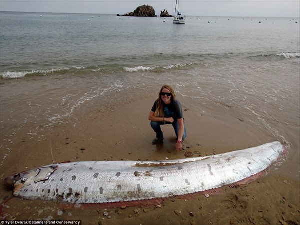 カリフォルニアのビーチで深海魚「リュウグウノツカイ」発見！！