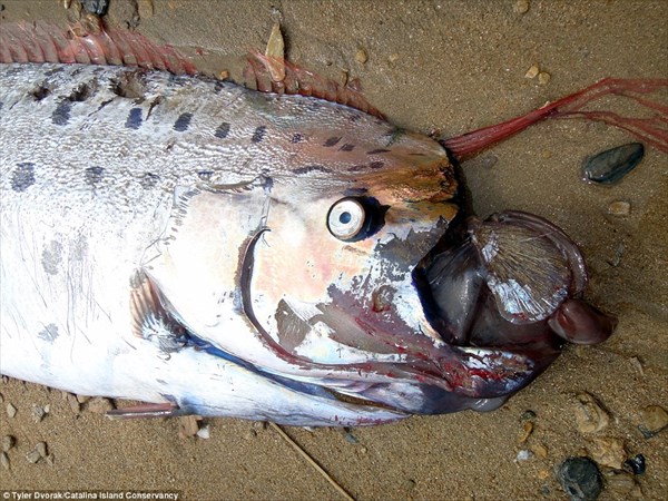 カリフォルニアのビーチで深海魚「リュウグウノツカイ」発見！！
