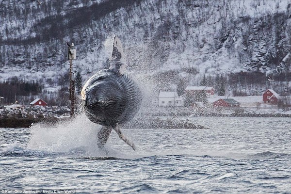 40トンのザトウクジラが披露したアクロバットダイブ！！