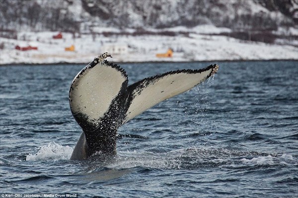 40トンのザトウクジラが披露したアクロバットダイブ！！
