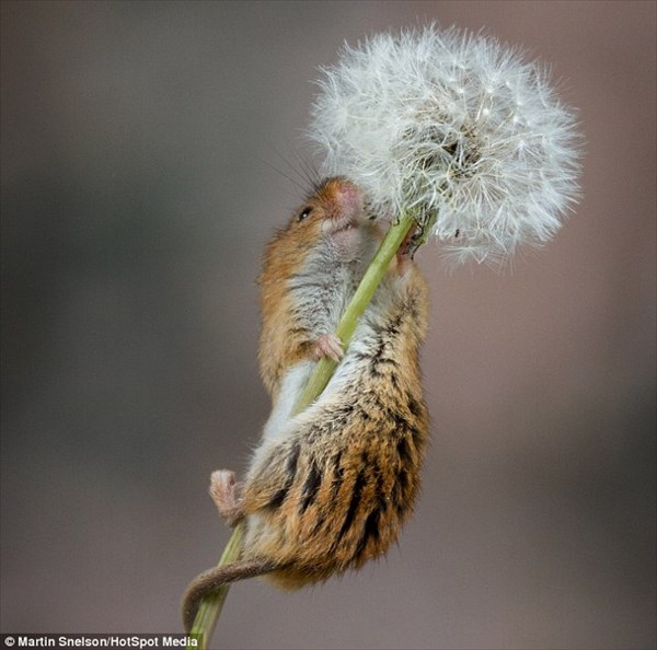 タンポポの茎にも乗れる！　極小カヤネズミの可愛らしい写真！！