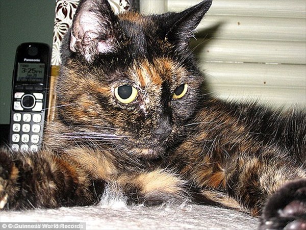 世界最長寿の猫ティファニー　27歳の誕生日を迎えた2ヶ月後に老衰で亡くなる