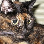 世界最長寿の猫ティファニー　27歳の誕生日を迎えた2ヶ月後に老衰で亡くなる