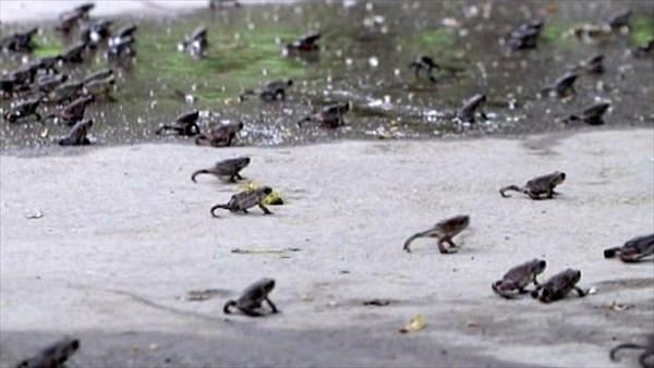まるで地獄絵図！　中国・遼寧省でヒキガエルが大量発生！！
