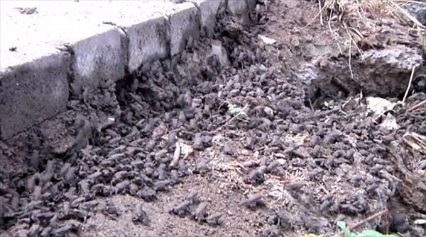 まるで地獄絵図！　中国・遼寧省でヒキガエルが大量発生！！