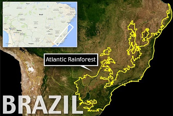 ブラジルの熱帯雨林でわずか1cmの新種カエル(コガネガエル科)7種発見！！