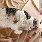 世界一重い猫!? 最高体重は17.5キロ！ デブ猫のエルヴィス