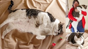 世界一重い猫！？ 最高体重は17.5キロ！ デブ猫のエルヴィス