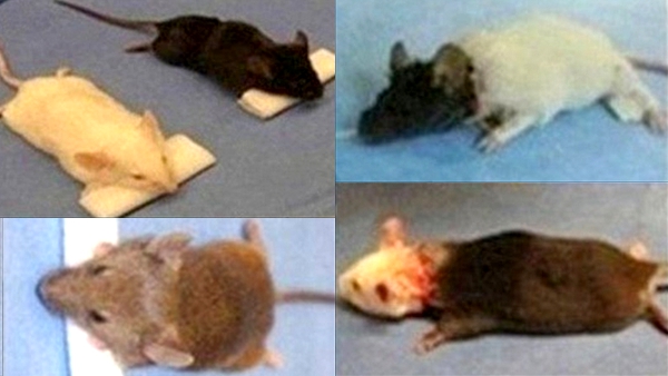 中国医師が、既に千匹のマウスの頭部移植をしたことを発表！　次は猿で実施予定