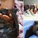絶滅の危機からフルーツコウモリを救え！　ノースシドニーのコウモリ避難所！