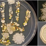家に帰ったら手を洗おう！　子どもの手の平の細菌を培養してみた！？