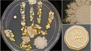 家に帰ったら手を洗おう！　子どもの手の平の細菌を培養してみた！？