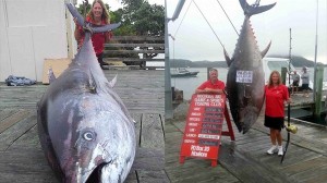 シーチキン1769缶分！　2014年に釣られた最大のクロマグロが決定！！