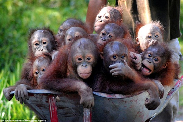 可愛い！！　救出されたオランウータンの赤ちゃん達が通う「森の学校」