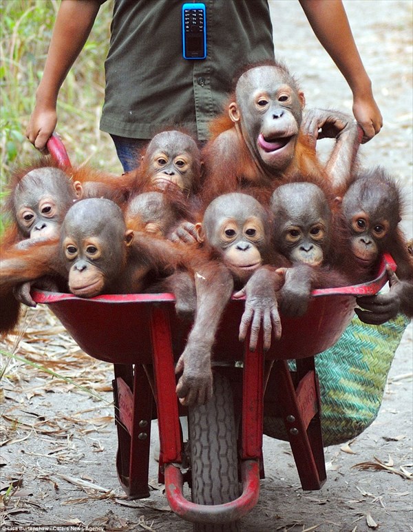 可愛い！！　救出されたオランウータンの赤ちゃん達が通う「森の学校」