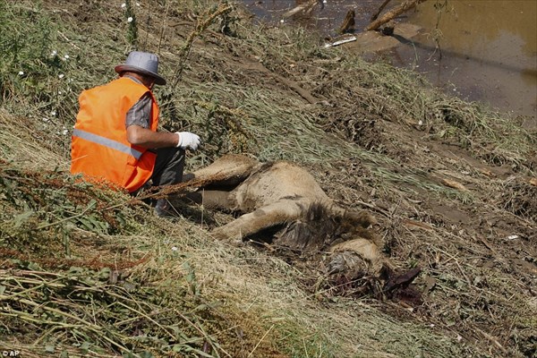 グルジアで洪水！　動物園からライオン、クマ、カバなど凶暴な動物が脱走！！