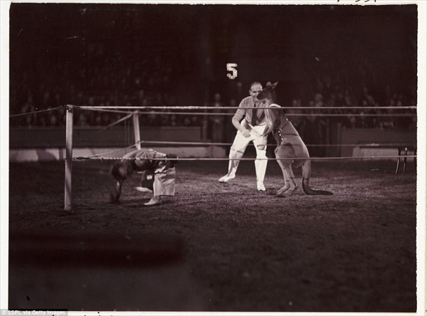 当時大流行したカンガルーと人間の異種ボクシング試合！　歴史的写真と映像！！